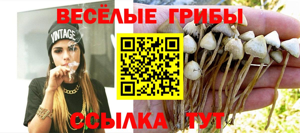 Псилоцибиновые грибы Psilocybine cubensis Всеволожск